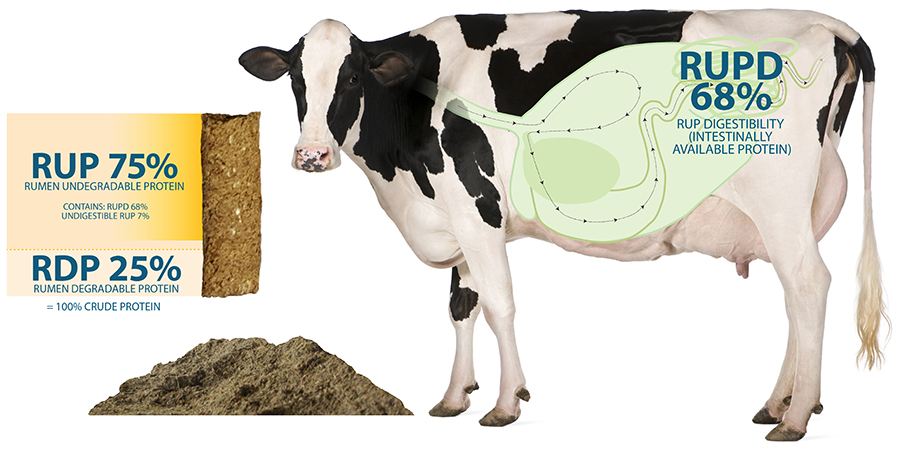 Holstein cow, 5 years old, standing in front of white background
