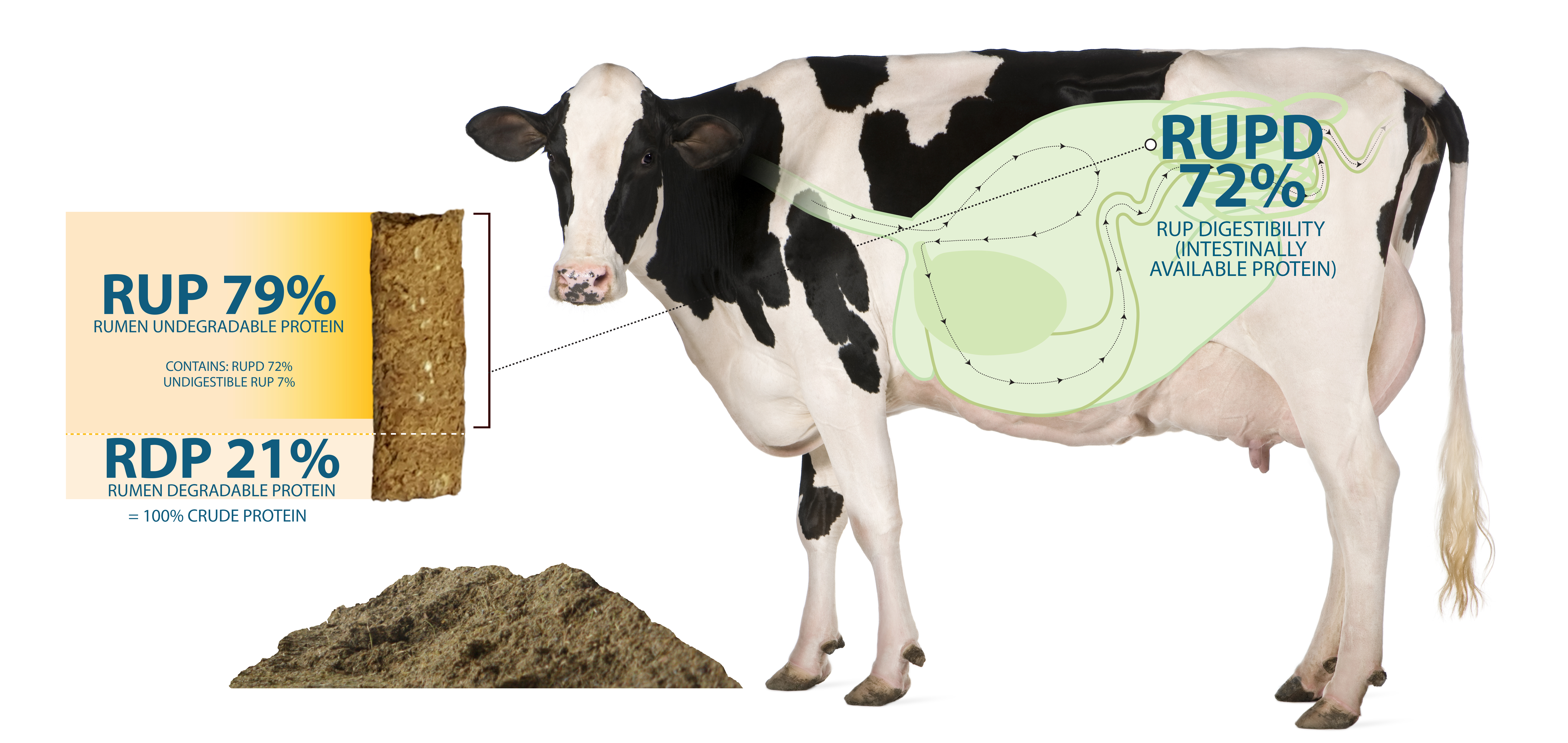Holstein cow, 5 years old, standing in front of white background